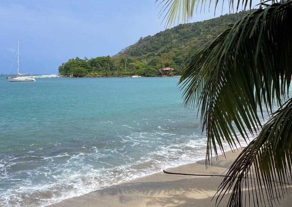 caribbean sea with palm tree view