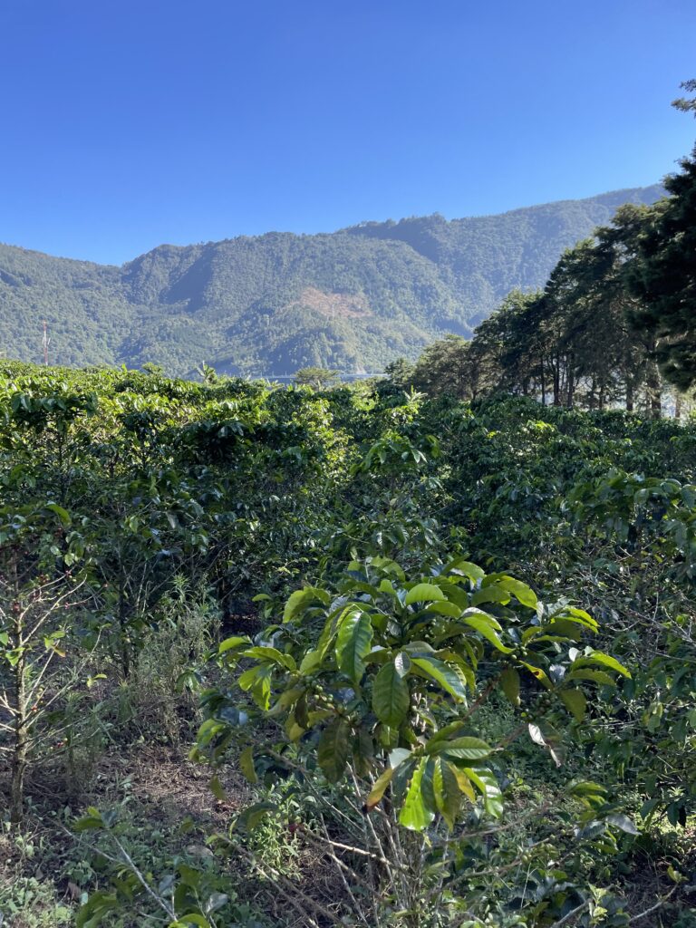 view from the coffee farm in medellin colombia