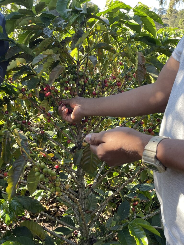 How to Spend 3 Days in Medellín, Colombia (2026 Itinerary) coffee fruit picking in medellin colombia