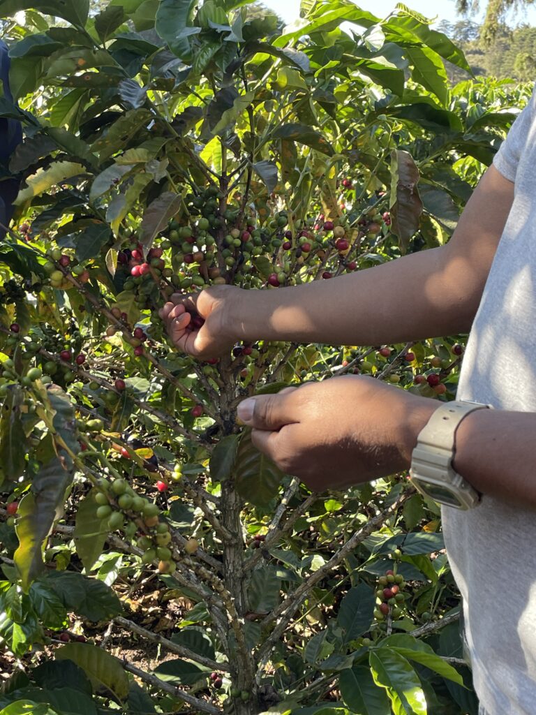 coffee picking plant in medellin colombia