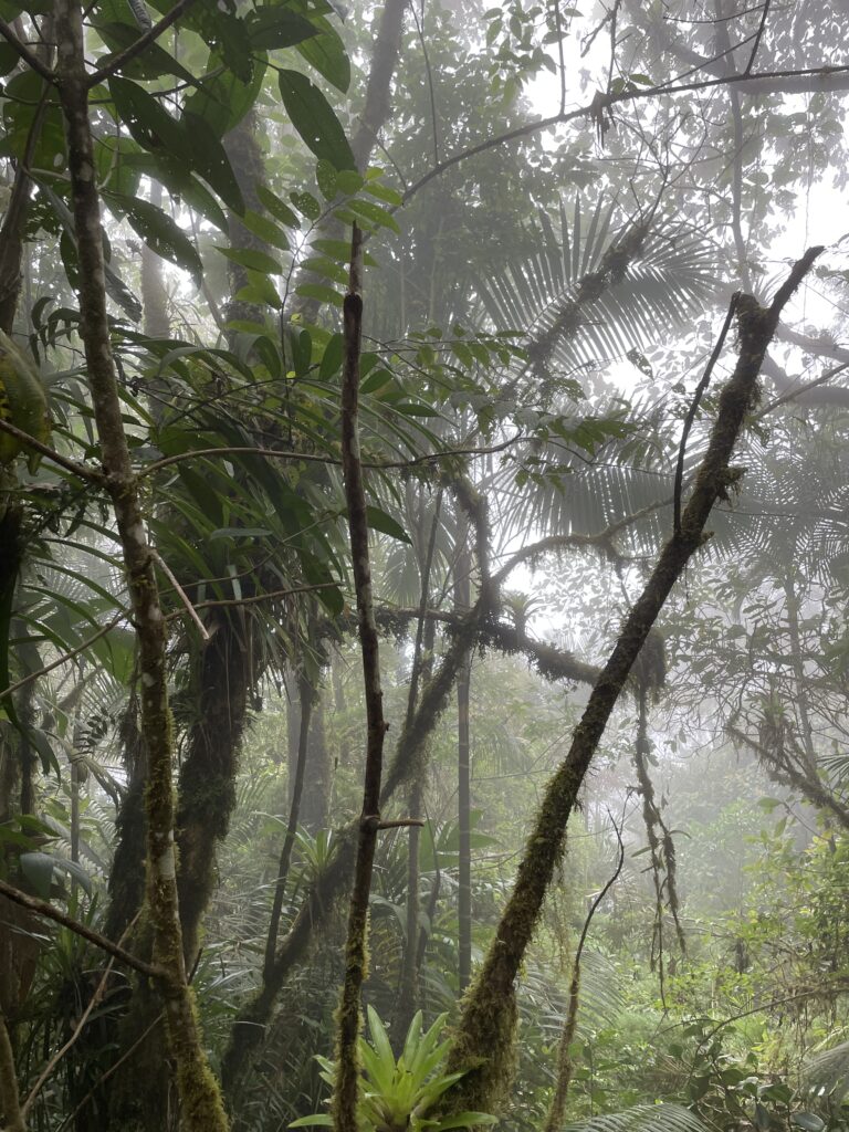 How to Spend 3 Days in Medellín, Colombia (2026 Itinerary) img 4229