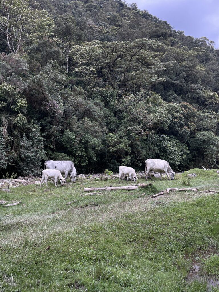 Skip Parque Arví & Visit La Clara: A Unique Hike In Medellín cows on the la clara hike in caldas antioquia medellin colombia