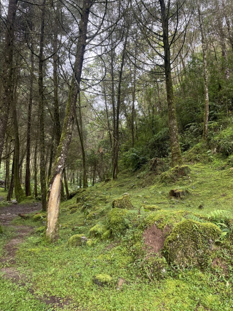 Skip Parque Arví & Visit La Clara: A Unique Hike In Medellín forest area in la clara caldas antioquia colombia
